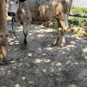 Sygyr