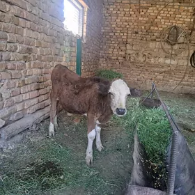 öküzçe