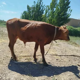 öküz