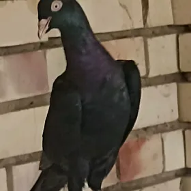kepderi