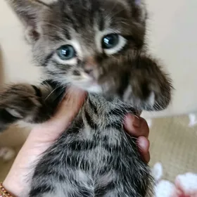 Отдам котенка