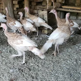 Индук