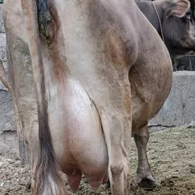 Göleli sygyr