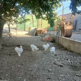 Towșan tüý karlik