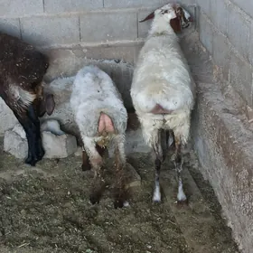 goýun, tokly çekip beryan