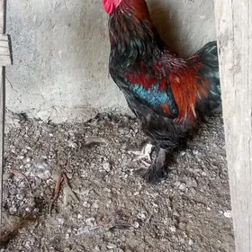 Horaz, brama towuk