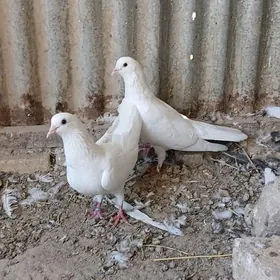 kepder