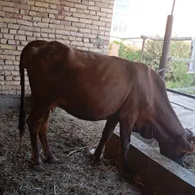 yetik bogaz sygyr