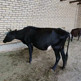 Saglyk sygyr