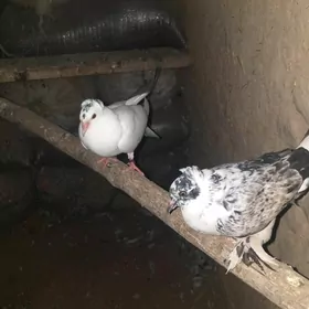 Kepderi
