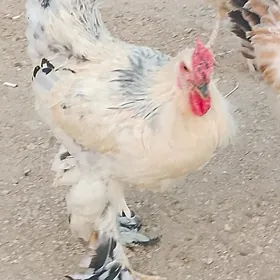 Хораз Horaz
