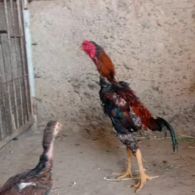 horaz