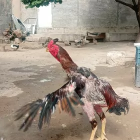 horaz