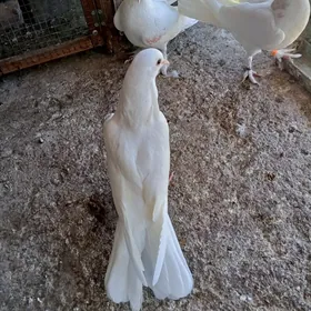 kepderi