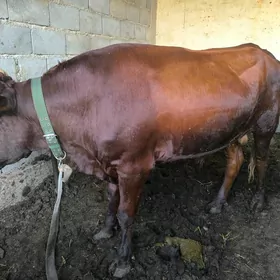 ökuz