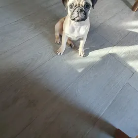 Mops