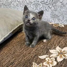 котенок метис