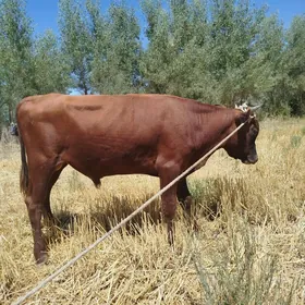 öküz