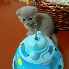 Шотландские котята