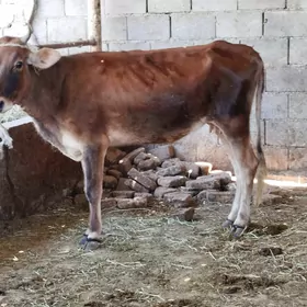 sygyr