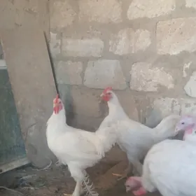 horaz
