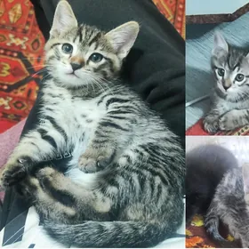 Котёнок