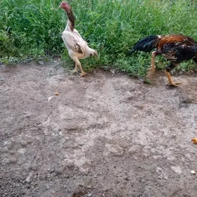 horaz towuk baysow