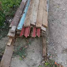 pol üçin agaçlar.