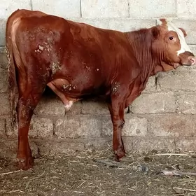 okuzce