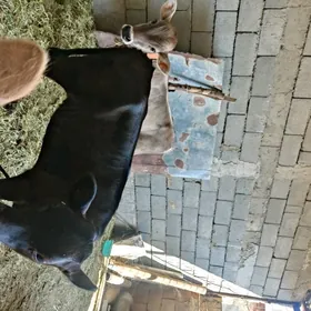 2 sany satlyk tüwe