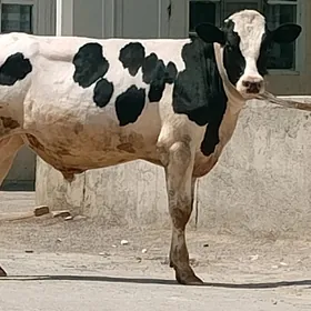 Galyşdeýin Öküz