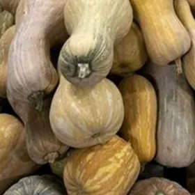 Kadi