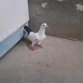 Satlyk kepderi