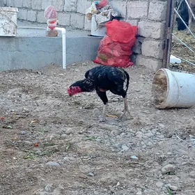 Taşkent horaz