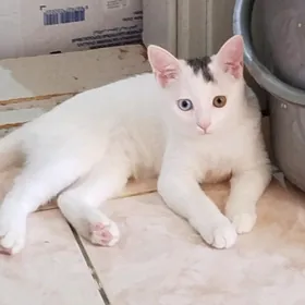 Pishik