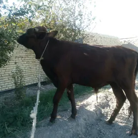 öküz baklyk