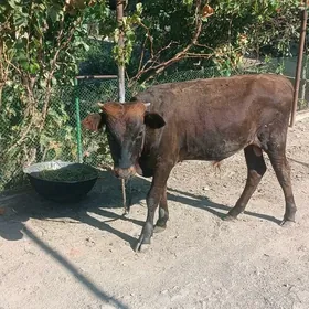 okuzce