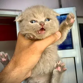 Scottish Fold