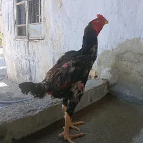 taşkent horaz