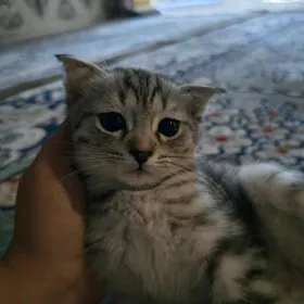 Şatlaski pişik