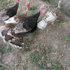 erkek induk owgan paroda