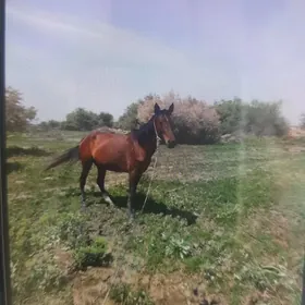 Ahal teke