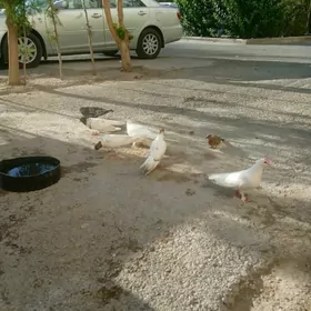 kepderi
