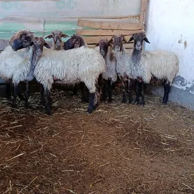 goýun