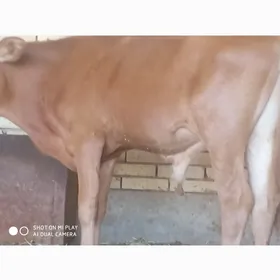 3 sany òkùzçe gòle