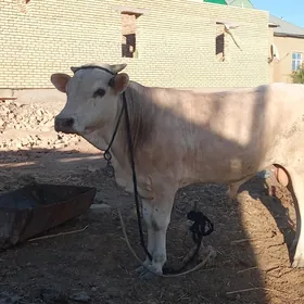 öküz