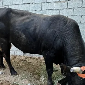 SHWES ÖKÜZ  BAKJAGA