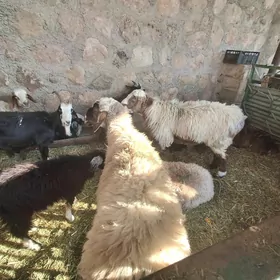 geci cebiş goyyn tokly goc