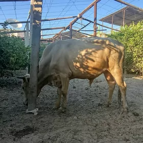 swes òkúz