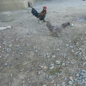 KARLIK
